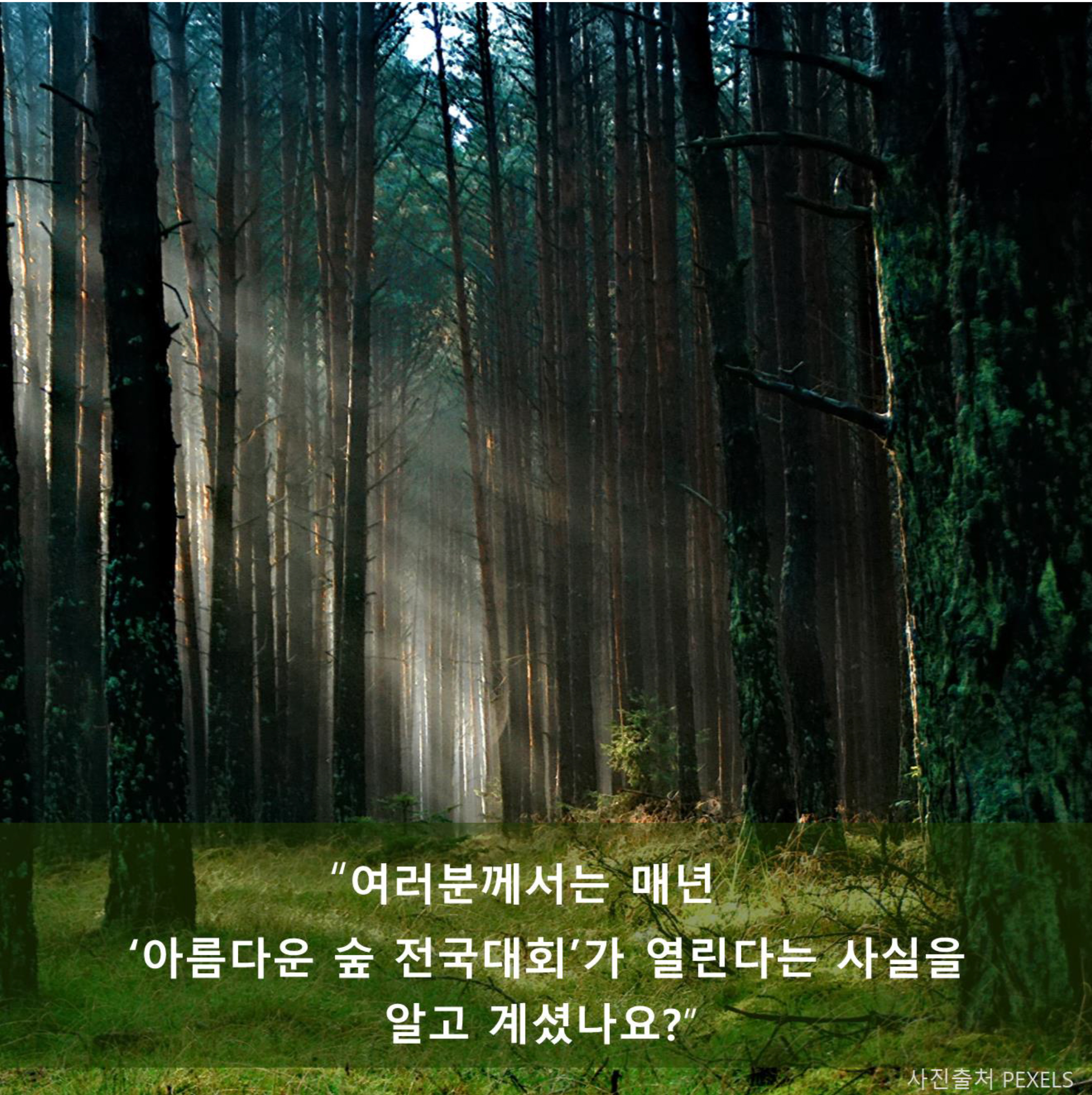 유한킴벌리>사람만 미스코리아 뽑니? 숲도 뽑는다!>SNS>뉴스 사람만 미스코리아 뽑니? 숲도 뽑는다!