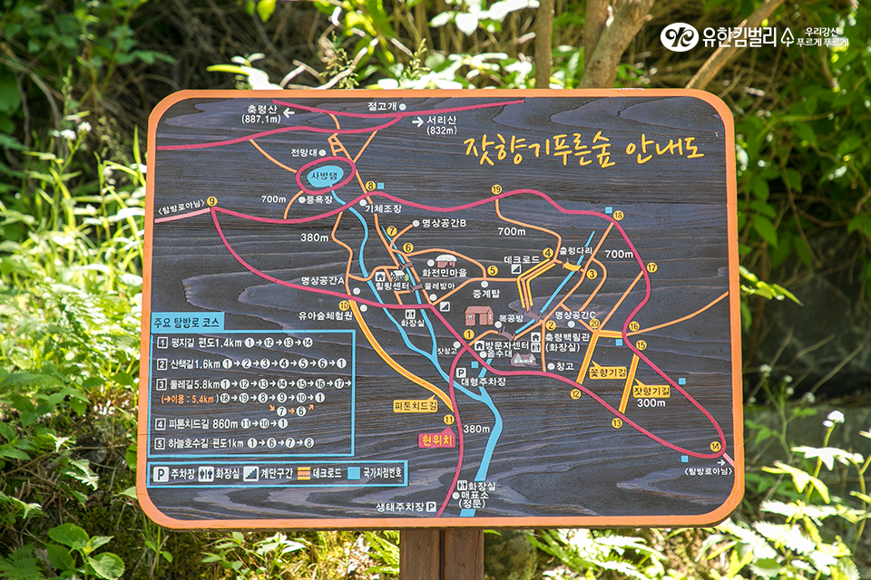 나에게 맑은 공기를 선물하는 시간! 가평 잣향기 푸른숲>SNS>뉴스 [FOR_REST] 지친 나에게 맑은 공기를 선물하는 시간! 가평 잣향기 푸른숲
